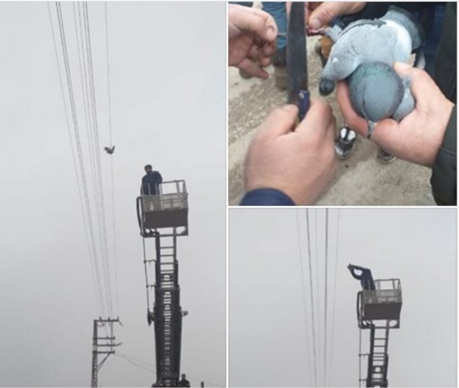 Elektrik telleri arasına sıkışan güvercin kurtarıldı
