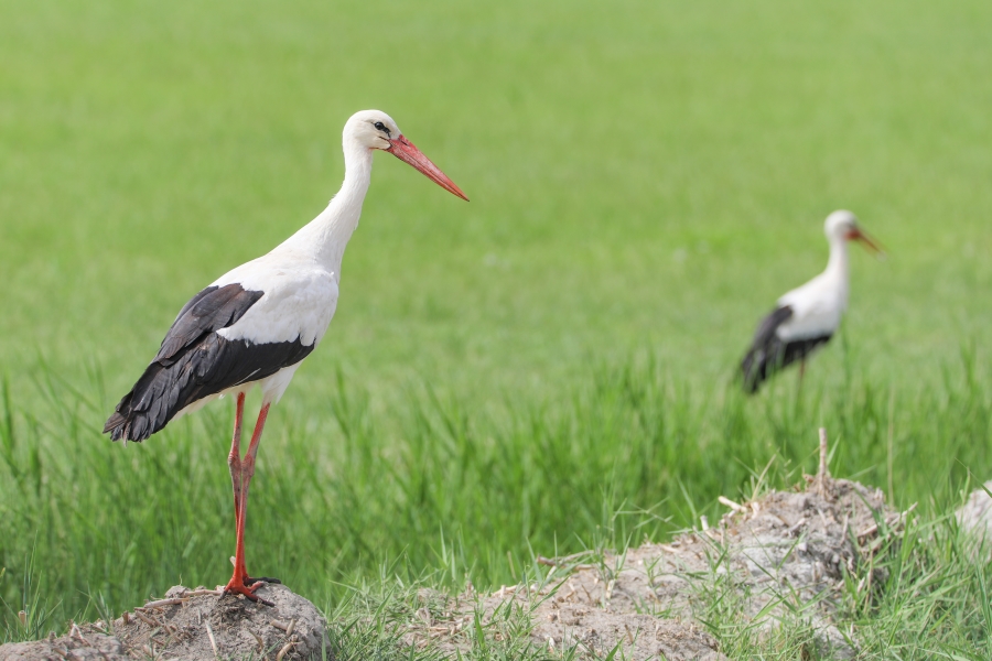 Su kuşları yazın sulak alanların kurumasıyla Ağrı Dağı Milli Parkı