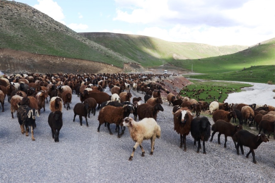 Göçerler yaylaya çıkmak için dağlardaki karların erimesini bekliyor