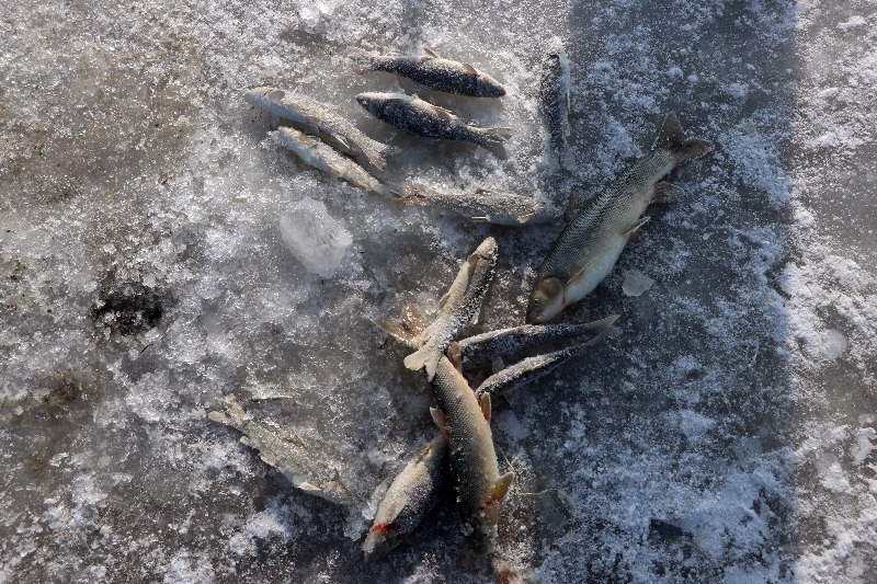 Ağrı’da dondurucu soğuğa rağmen nehirdeki buzları kırıp balık avlıyorlar