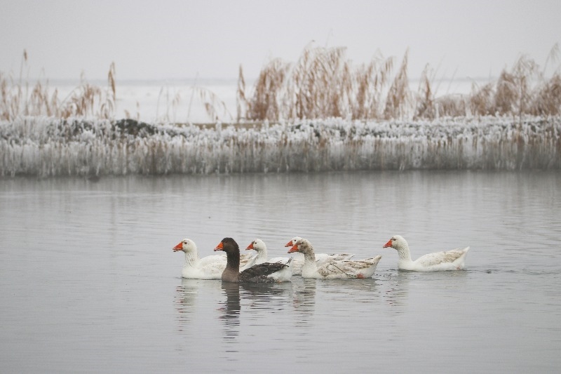 Ağrı Dağı Milli Parkı kış güzelliğiyle göz kamaştırıyor