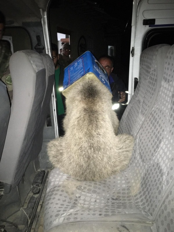 Kafası kutuya sıkışan ayı yavrusunu Doğubayazıt itfaiye ekipleri kurtardı