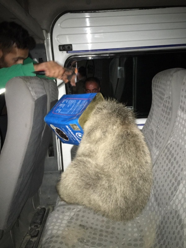 Kafası kutuya sıkışan ayı yavrusunu Doğubayazıt itfaiye ekipleri kurtardı