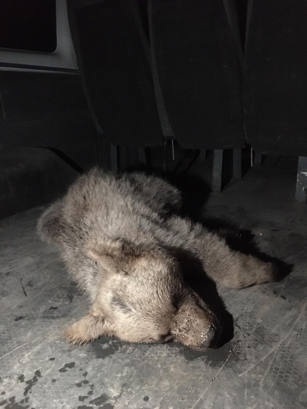 Kafası kutuya sıkışan ayı yavrusunu Doğubayazıt itfaiye ekipleri kurtardı