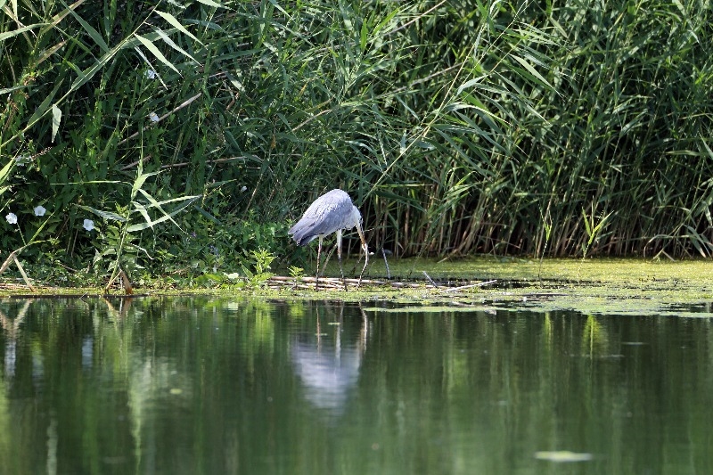 Ağrı Dağı Milli Parkı'nda yaşayan gri balıkçılın yılan avı görüntülendi