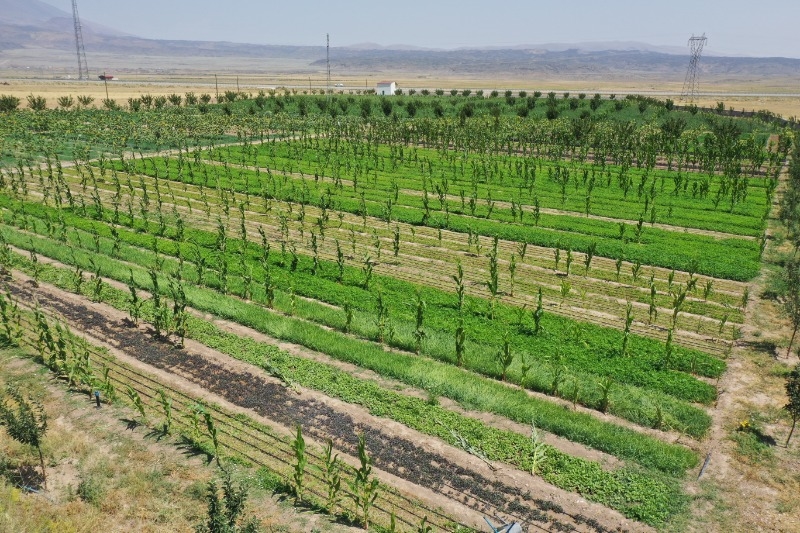 Ağrı'nın bostanlarında ürün bolluğu yaşanıyor, Doğubayazıt’ta hasat devam ediyor