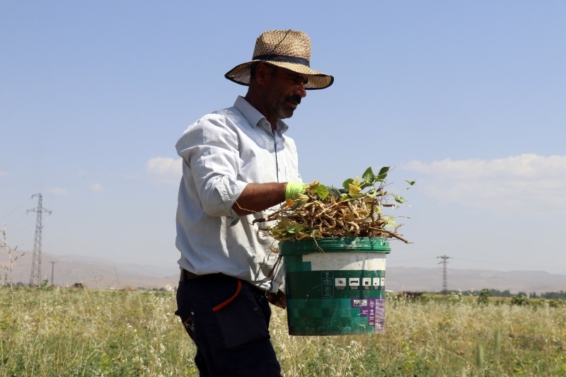 Ağrı'nın bostanlarında ürün bolluğu yaşanıyor, Doğubayazıt’ta hasat devam ediyor