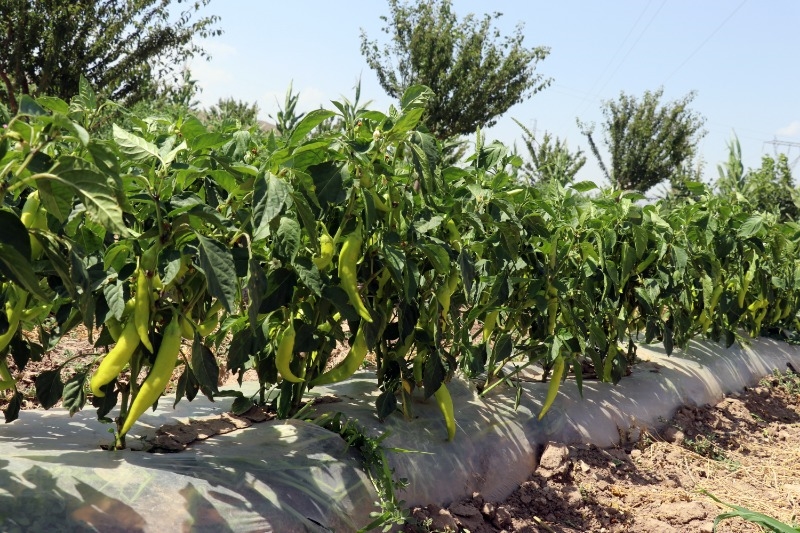 Ağrı'nın bostanlarında ürün bolluğu yaşanıyor, Doğubayazıt’ta hasat devam ediyor