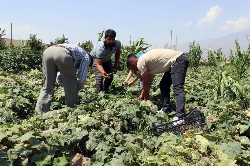 Ağrı'nın bostanlarında ürün bolluğu yaşanıyor, Doğubayazıt’ta hasat devam ediyor