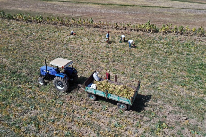 Ağrı'nın bostanlarında ürün bolluğu yaşanıyor, Doğubayazıt’ta hasat devam ediyor