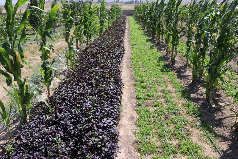 Ağrı'nın bostanlarında ürün bolluğu yaşanıyor, Doğubayazıt’ta hasat devam ediyor