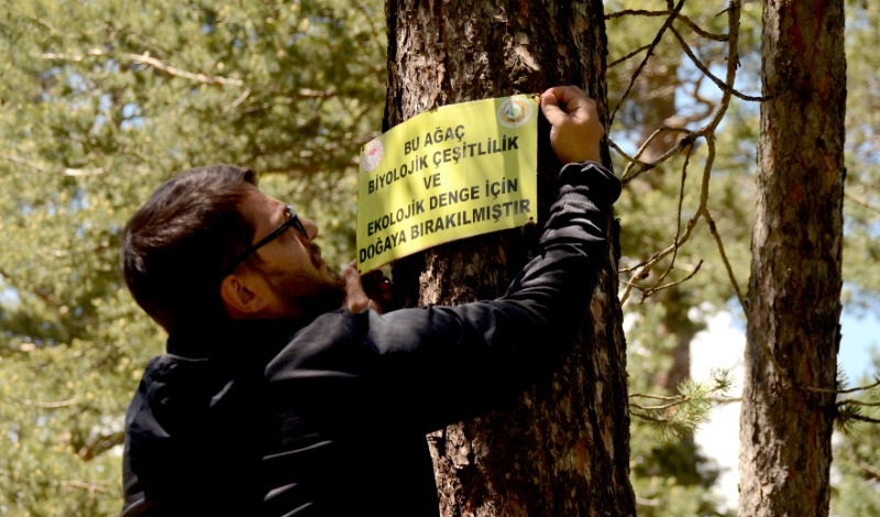 Kars'ta bozayıların kaşındığı ağaçlar ve çevresinde kesim yapılmayacak