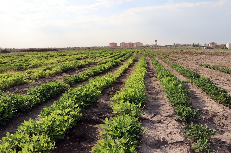 Iğdır Üniversitesi Rüzgar erozyonu yaşanan topraklar tarımsal üretimle koruyor