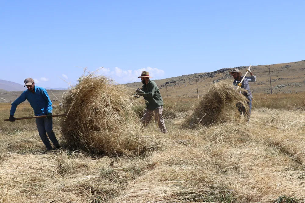 Balık Gölü çevresindeki çiftçiler hasat için mevsim koşullarıyla yarışıyor