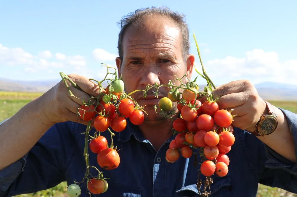 Ağrı